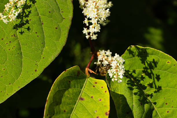 Autumn flowering of a tree in an alpine forest