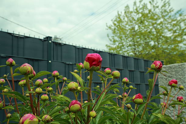 Peony blooms