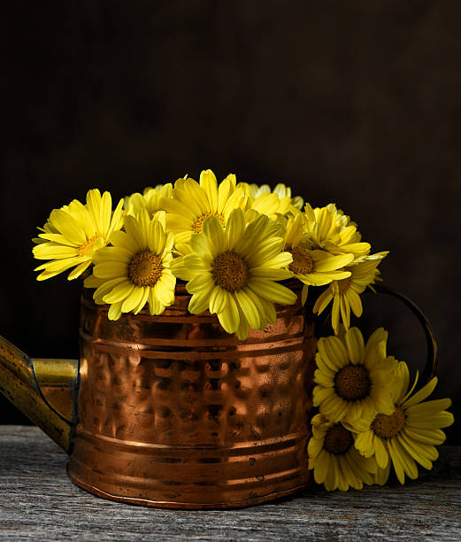 Watering can with Yellow Daisies, closeup
