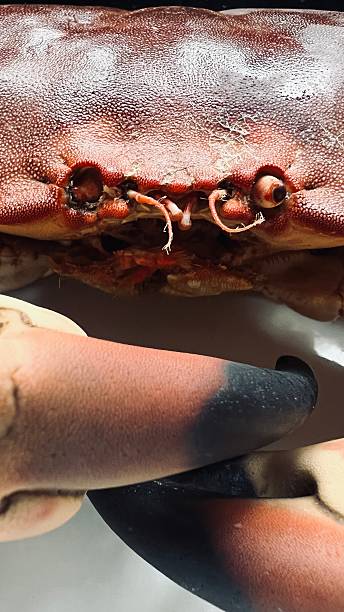 Cooked Crab,  close up ready to eat!