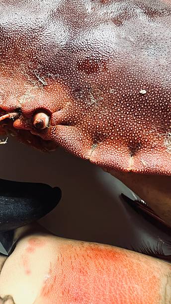 A Shelled Crab placed on a plate.