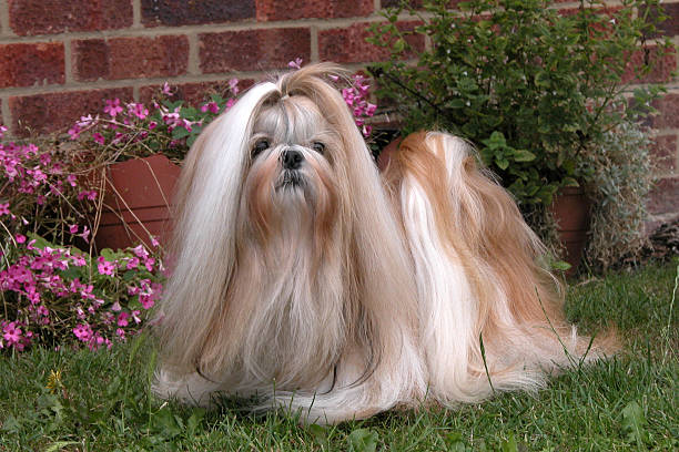 istock Long haired Shih Tzu dog 2238076501