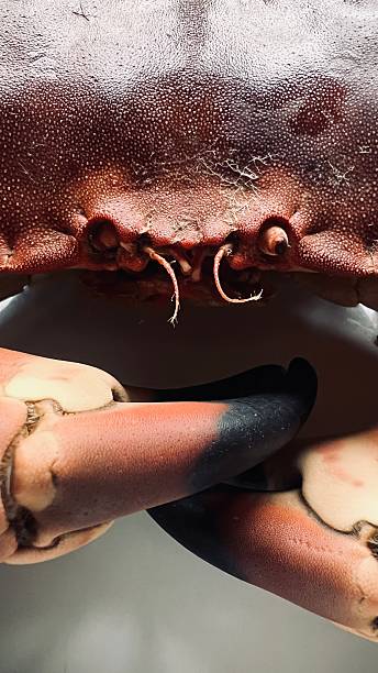 Huge Crab on a plate, close up of the claws and shell.
