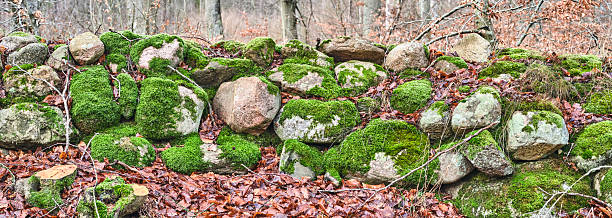 A serene forest scene showcasing tall European beech (Fagus sylvatica) trees under a clear blue sky. A rustic stone wall runs through the area, surrounded by fallen autumn leaves and mossy formations.