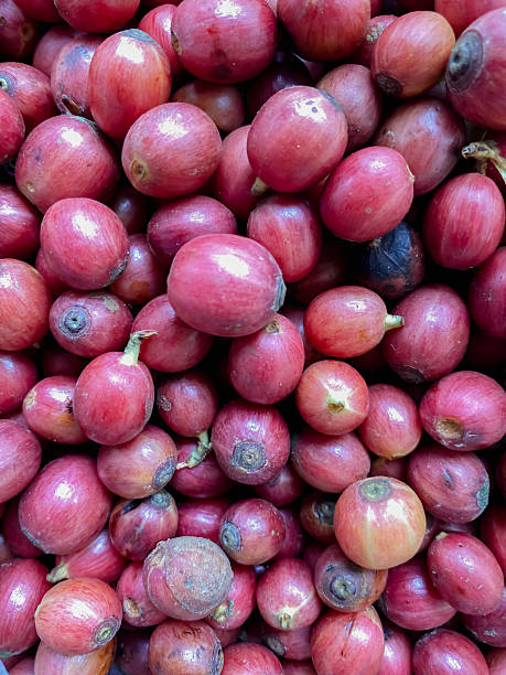 istock coffee beans harvested for production 2238079849