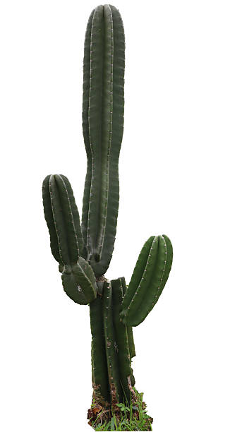 istock Green cactus standing alone against white backdrop showcasing its ribbed texture 2238080110