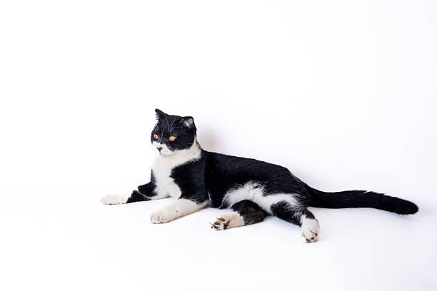 Shot a black and white British shorthair cat in a studio setting