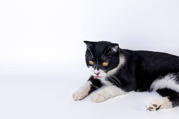 Shot a black and white British shorthair cat in a studio setting