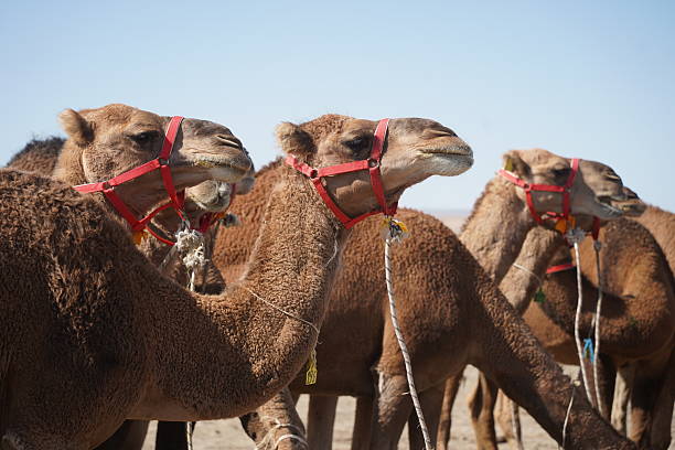 istock A large caravan of one-humped camels in the steppe. 2238084120