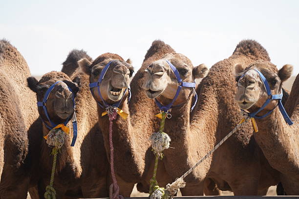 istock A large caravan of one-humped camels in the steppe. 2238084652