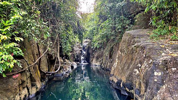 istock in rainforest - tropical landscape 2238084919