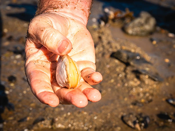 istock Shellfish Clamming in the Mud in Maine 2238088219