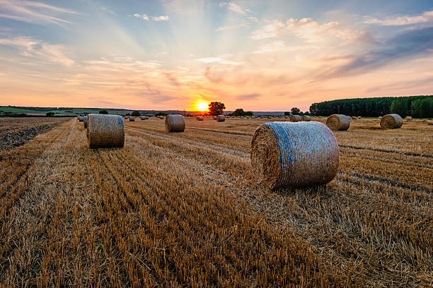 Yellow golden straw bales of hay in the stubble field, agricultural field under a blue sky with clouds