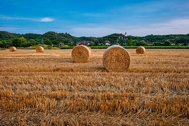 Rural landscape with round straw bales in the village of Bata, Hungary, at twilight.