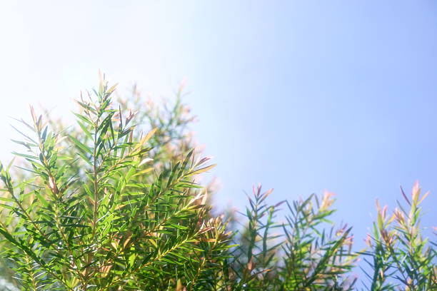istock Melaleuca bracteata macro leaves small world 2238088837