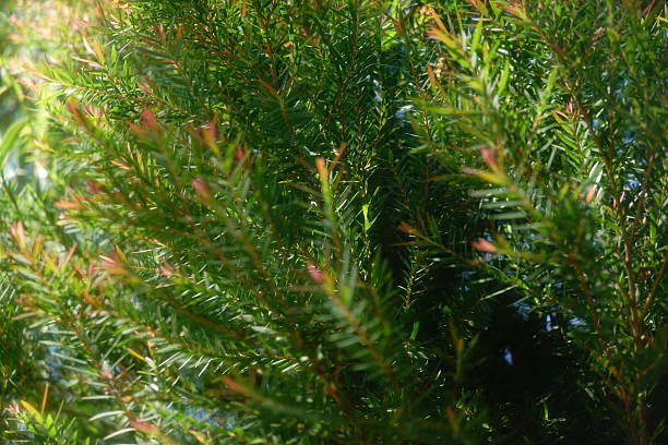 istock Melaleuca bracteata macro leaves small world 2238089103