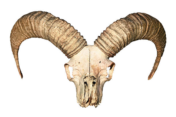 Mouflon skull with large horns on white background for wildlife and nature art