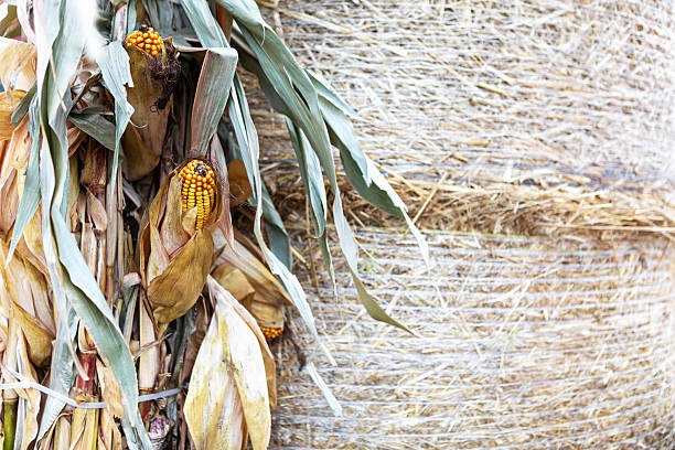 Corn stalks piled up in the fields, North China