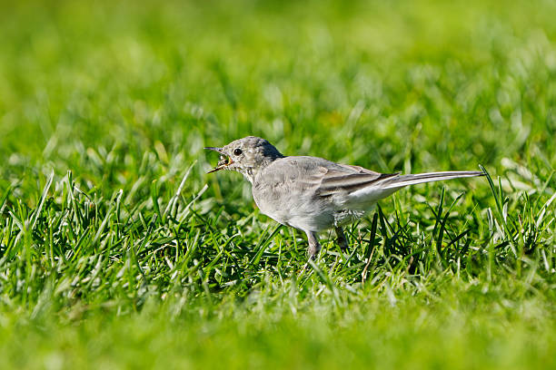 White wagtail feeding on a fly.