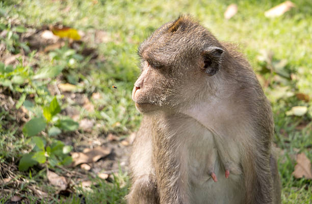 A macaque monkey looks at a flying insect near its head, Thailand