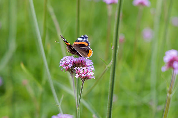 istock Red Admiral Butterfly on Purple Flower 2238092044
