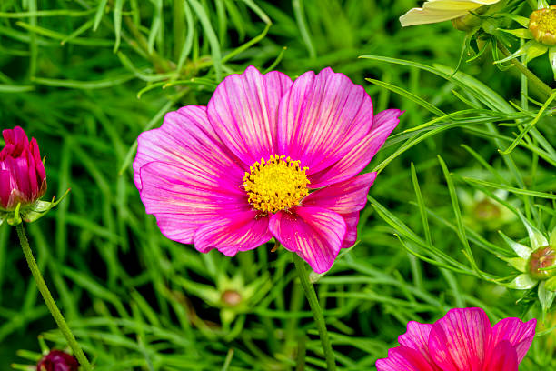 Cosmos bipinnatus 'Xsenia'