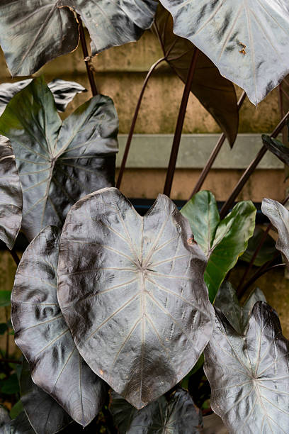 istock Tall elephant ear plant with large grey leaves shelving. 2238093780