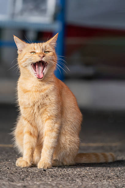 A lively orange cat sits on a paved surface with its mouth wide in a big yawn.
