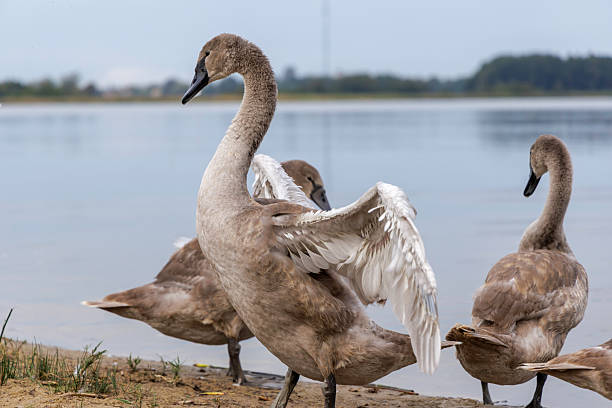 istock Cygnet Walking on Lakeshore Sand 2238093924