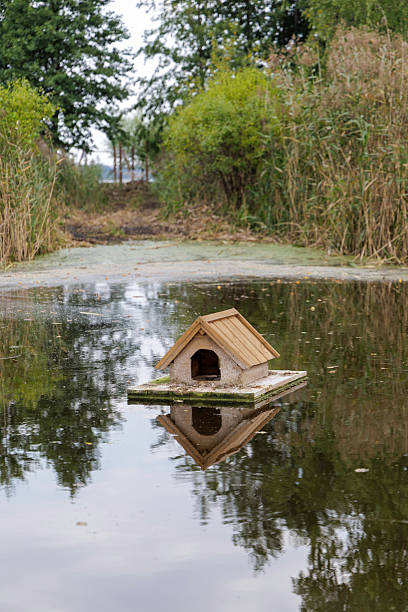 istock Vertical View of Duck House Reflected in Pond 2238094050