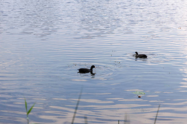 A peaceful view of two black Eurasian Coots swimming on the dark, rippled surface of a lake or pond, creating circular waves around them.