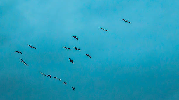 istock Birds Flying in Blue Sky For Migration 2238094208