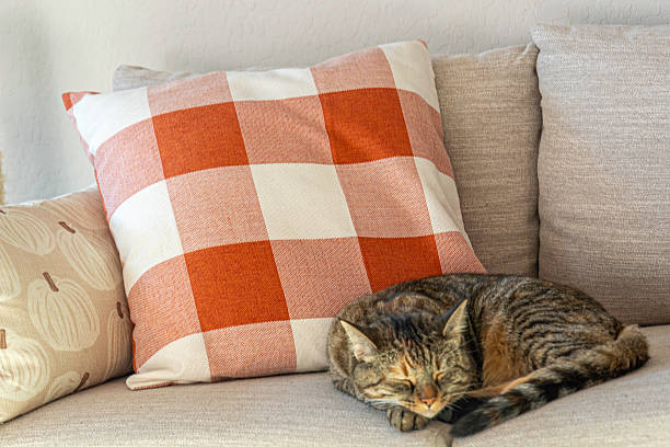 A small cat is peacefully sleeping on a comfortable couch right next to a cozy plaid pillow that adds charm to the scene