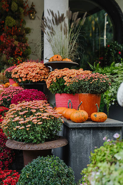 istock Autumn mums and pumpkins display on stone ledge with ornamental grass and greenery. 2238096455