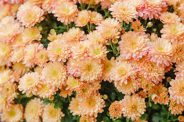 Close up of delicate peach chrysanthemums blooming with green leaves in soft light