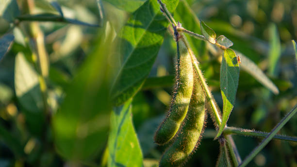 istock Harvesting Green Soybeans in a Lush Field During Sunset 2238097929