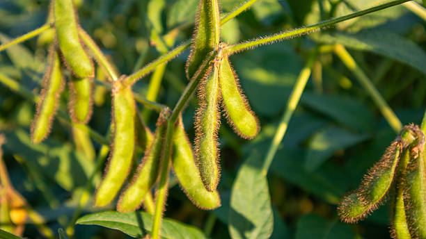 istock Soybean Plants Growing Under Sunlight in a Green Field 2238097937