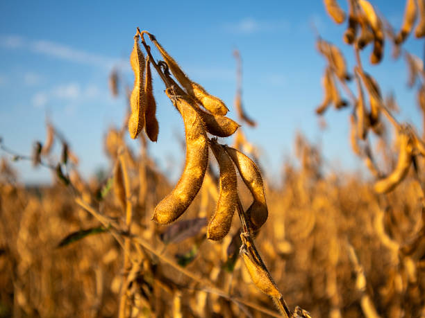 istock Soybean Plants Ready for Harvest in Golden Fields 2238097960