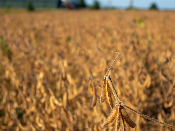 istock Soybean Field Ready for Harvest in Autumn Sunshine 2238097961