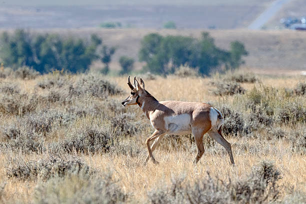istock Antelope or Pronghorn stag (male) running 2238099986