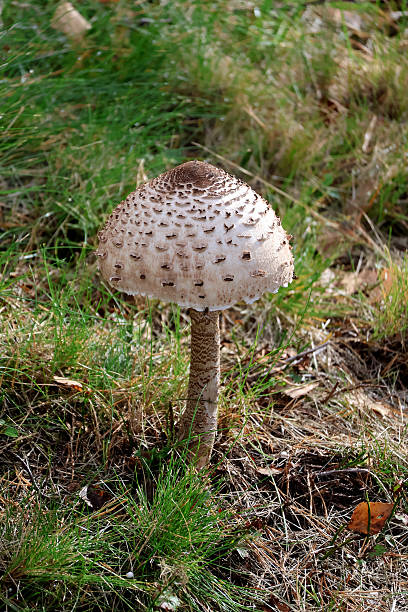 istock Macrolepiota procera, the parasol mushroom 2238101236
