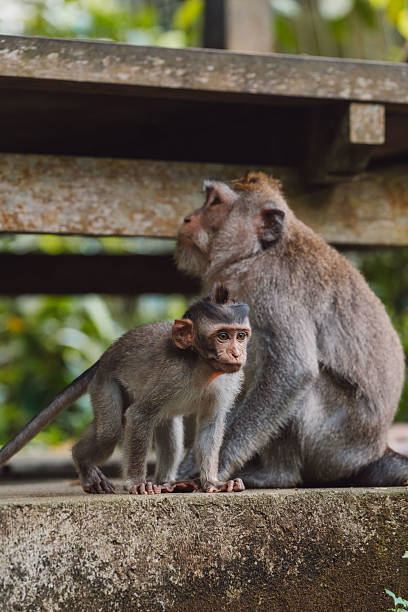 istock Mother and baby monkey in natural habitat 2238104779