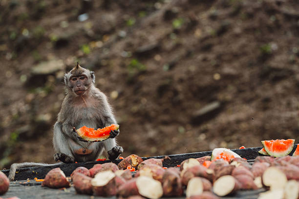 Wild monkeys at the entrance to the Batu Caves take food from the pigeons that visitors feed.