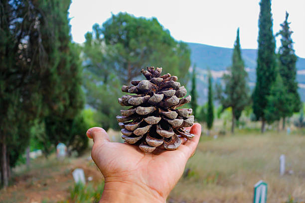 photo of a pine cone held in the palm of the hand