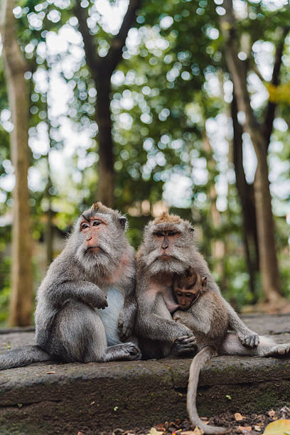 istock Family of monkeys in a natural setting 2238104819