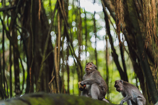istock Two monkeys in a lush green forest 2238104845