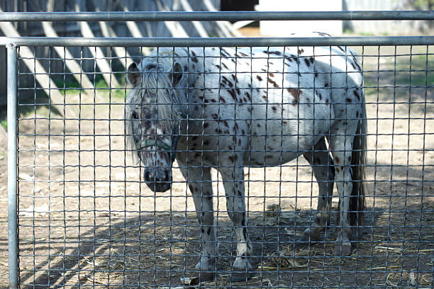 White pony standing near fence