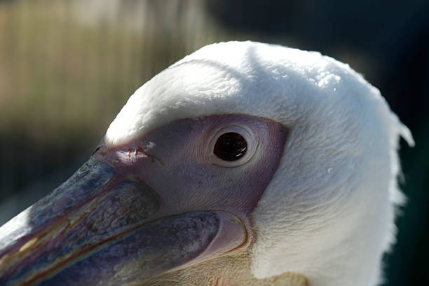Pelican close up