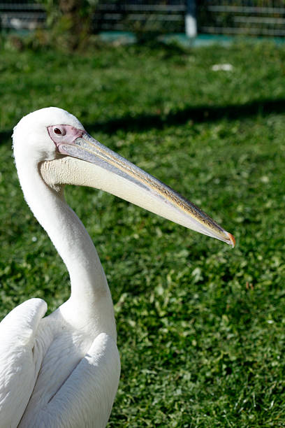 istock Portrait of big white pelican 2238105313