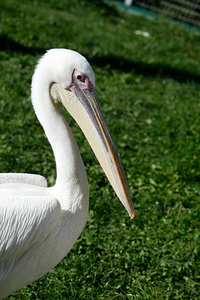 istock Portrait of big white pelican 2238105332